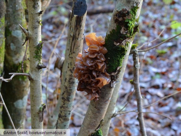 Phaeotremella frondosa