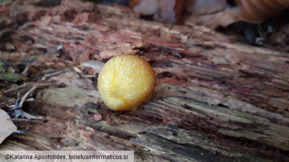 Tricholomopsis decora