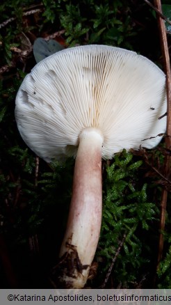 Tricholomopsis rutilans