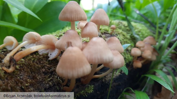 Mycena renati