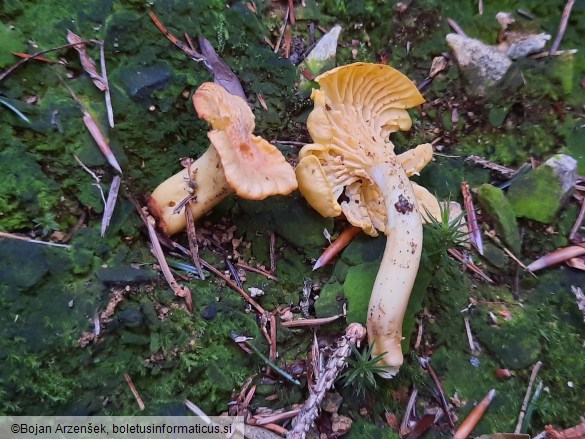 Cantharellus amethysteus