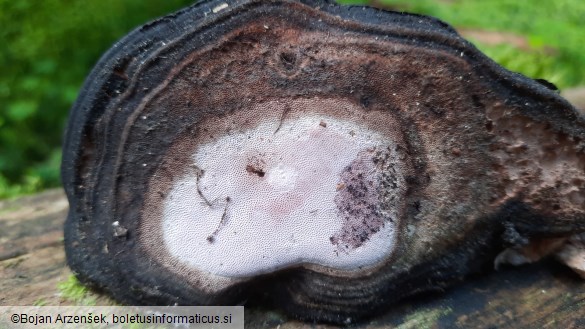 Fomitopsis rosea