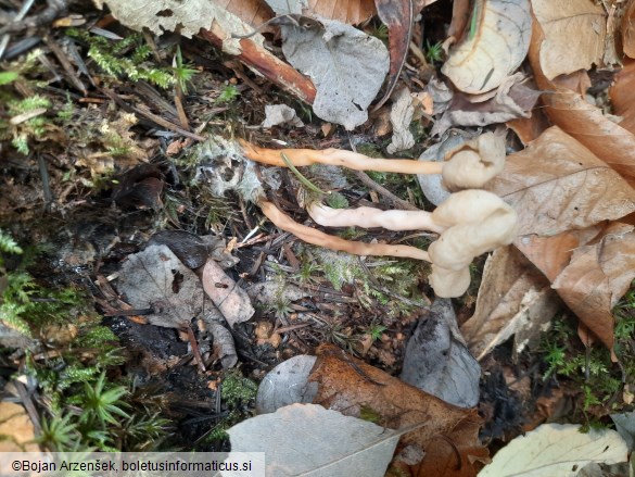 Helvella elastica