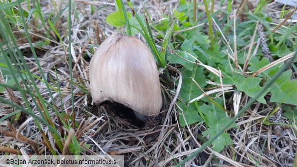 Coprinopsis atramentaria