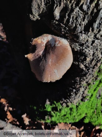 Pleurotus dryinus