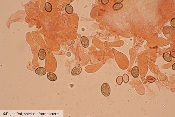 Cortinarius pratensis