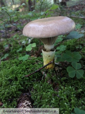 Gomphidius glutinosus