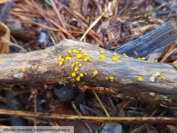 Calycina citrina