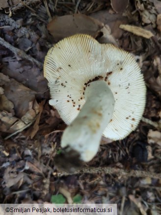 Russula aeruginea