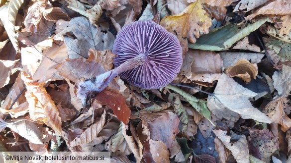 Laccaria amethystina