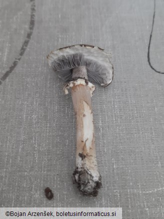 Stropharia rugosoannulata