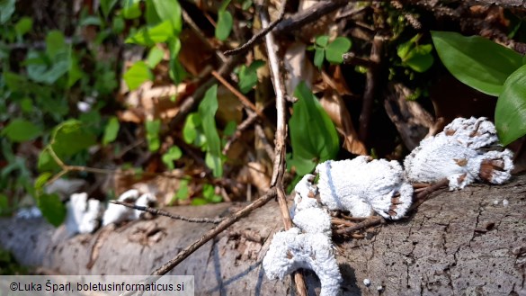 Schizophyllum commune