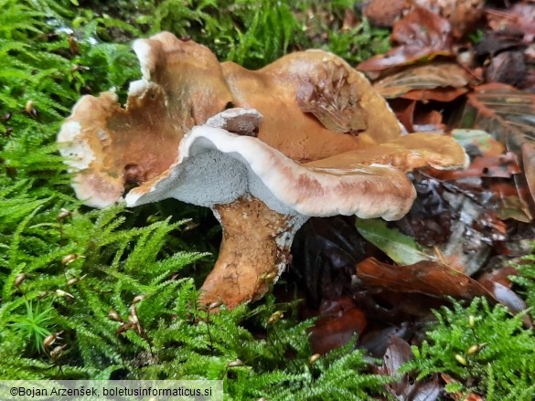 Albatrellus cristatus