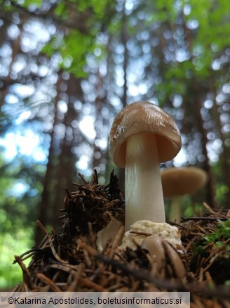 Amanita pachyvolvata