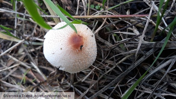 Lepiota cristata