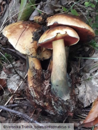 Neoboletus xanthopus