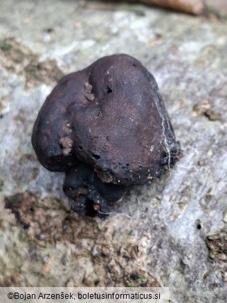 Daldinia concentrica