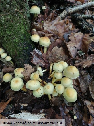 Hypholoma fasciculare