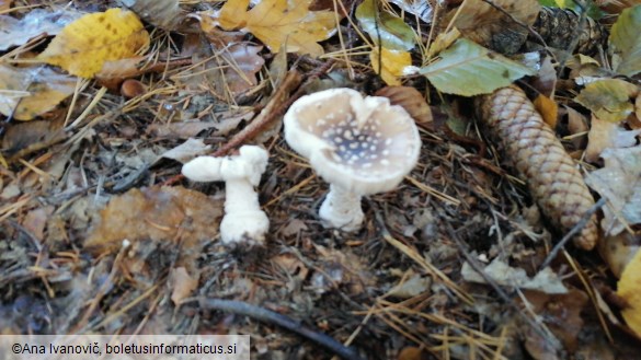 Amanita pantherina