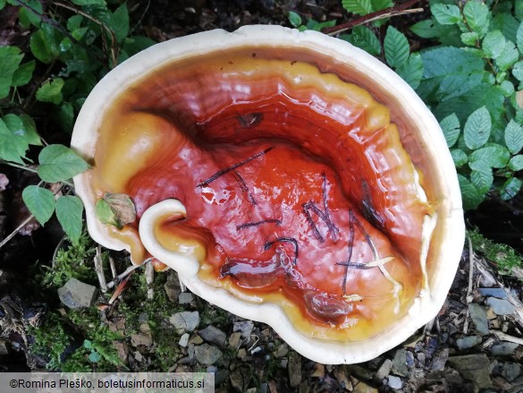 Ganoderma resinaceum