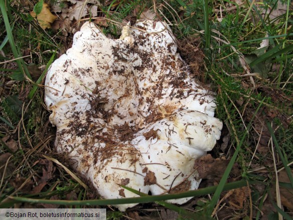 Lactarius bertillonii