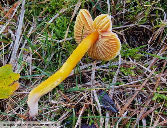 Hygrocybe aurantiosplendens