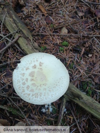 Amanita citrina