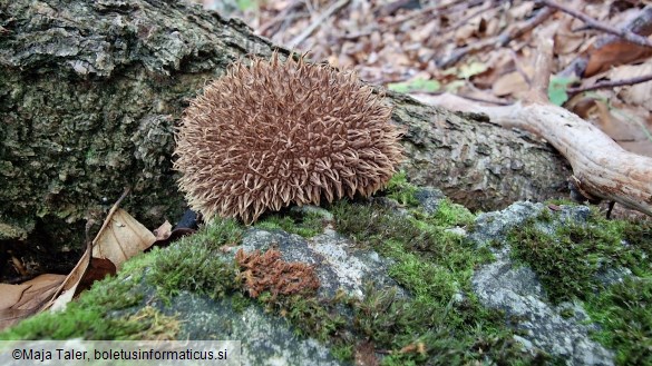 Lycoperdon echinatum