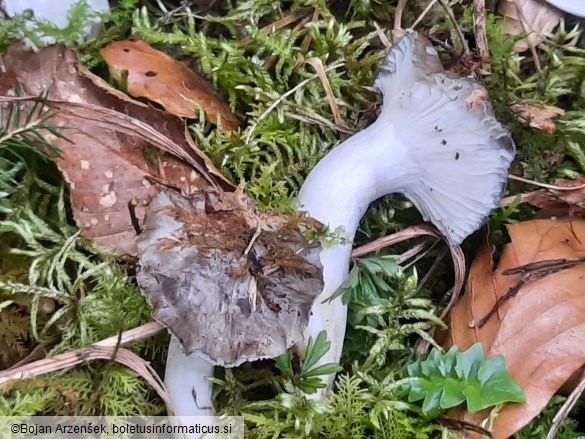 Hygrophorus marzuolus