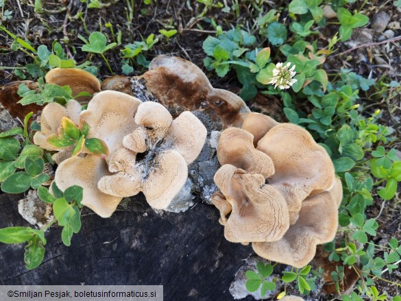 Lentinus strigosus