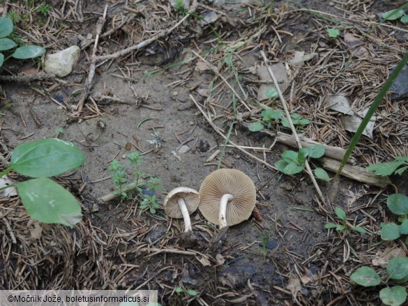 Inocybe posterula