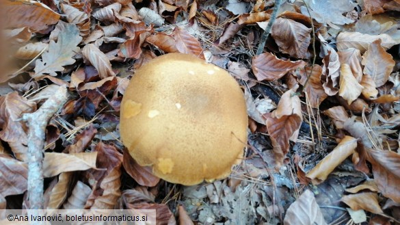 Suillus bovinus