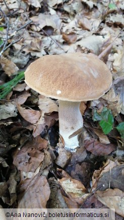 Boletus reticulatus