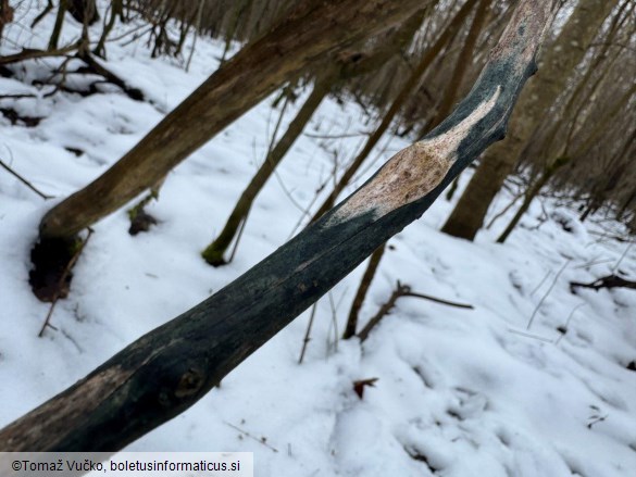 Lophiostoma viridarium