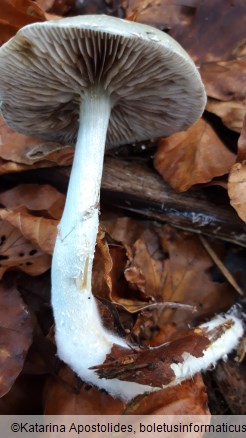 Stropharia caerulea