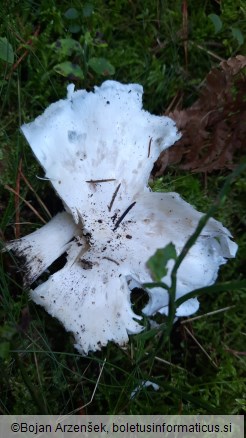 Tricholoma columbetta