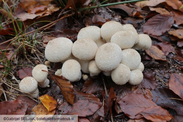 Lycoperdon perlatum