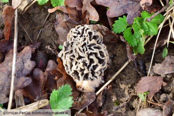 Morchella vulgaris