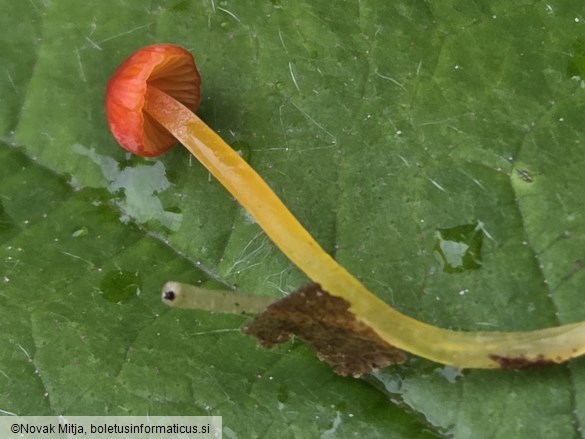 Pruinomycena acicula