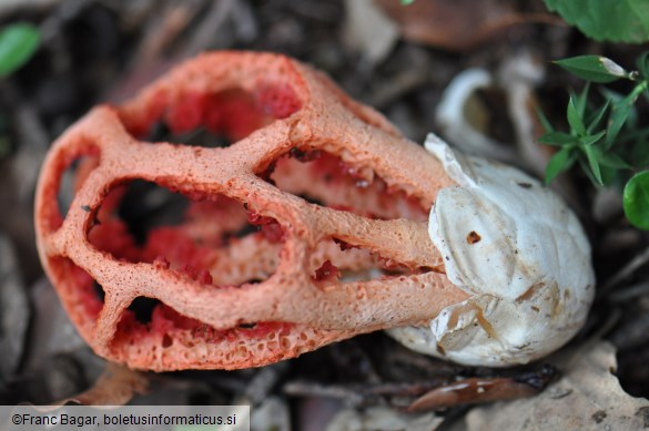 Clathrus ruber