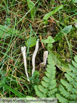 Clavulina rugosa