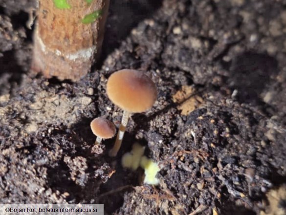 Conocybe dumetorum