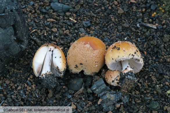 Coprinellus bipellis