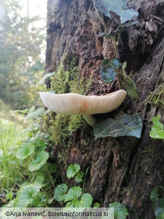 Pluteus cervinus