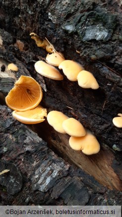 Phyllotopsis nidulans