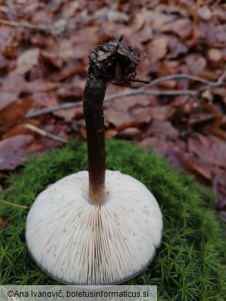 Melanoleuca arcuata