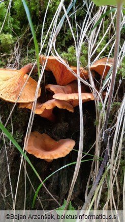 Hygrophoropsis aurantiaca