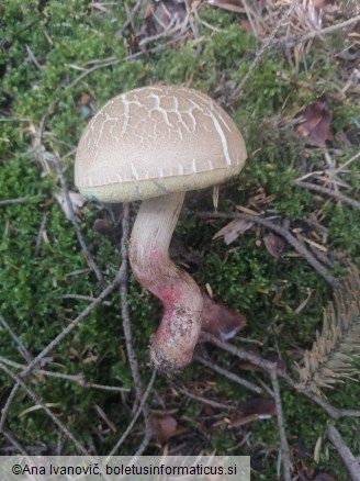 Xerocomellus chrysenteron