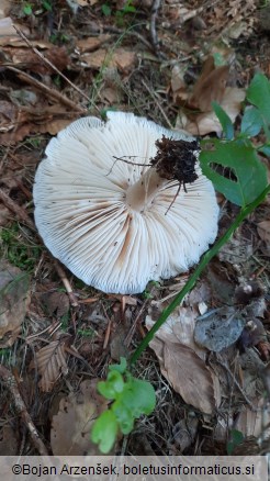 Megacollybia platyphylla