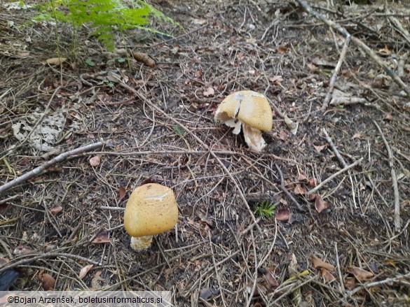 Agaricus augustus